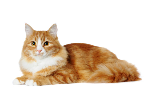Red marble mixed-breed cat lying isolated on white and looking almost in camera