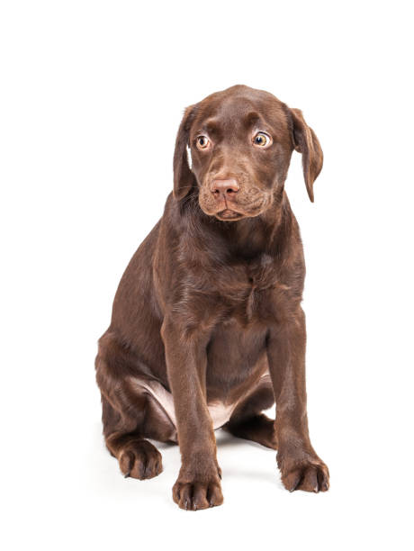 istock Brown Labrador Retriever puppy 1347875151