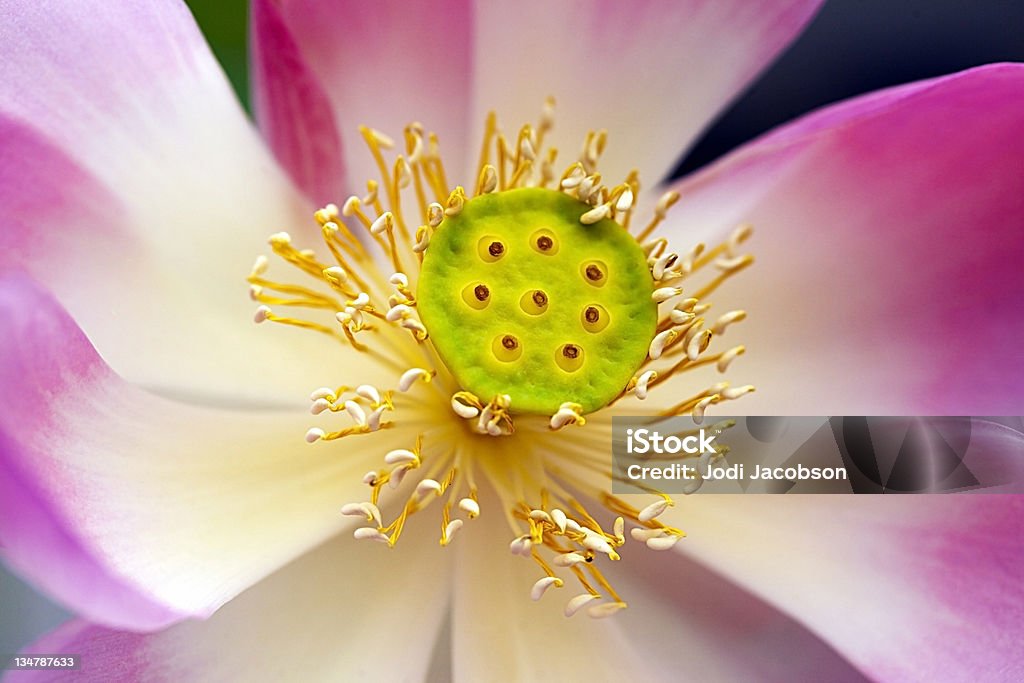 Kwiat lotosu - Zbiór zdjęć royalty-free (Bangkok)