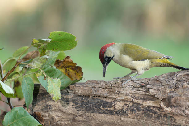 kuvapankkikuvat ja rojaltivapaat kuvat aiheesta euroopan vihreä tikka (picus viridis) - european green woodpecker