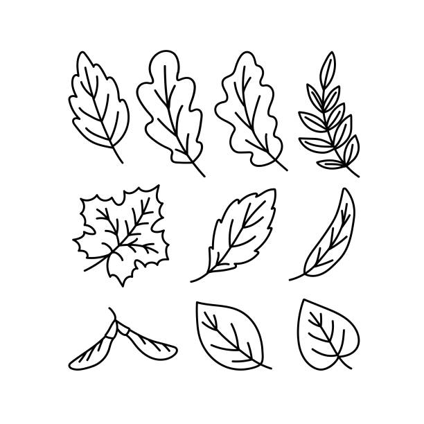doodle- ikona liści różnych drzew. konturowy obraz opadłych liści dębu, klonu, wiązu, brzozy, jarzębiny, wierzby. czarny rysunek roślin na naklejki, dekoracje, pocztówki. wektorowy clipart roślin - elm tree autumn leaf tree stock illustrations