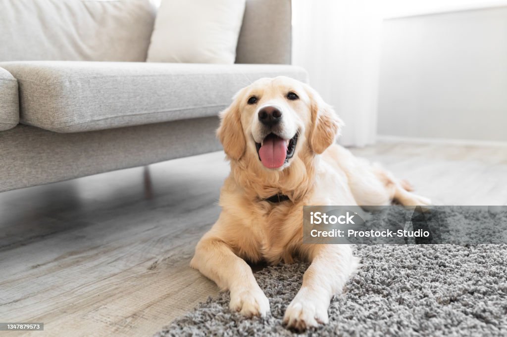 Portrait of cute dog lying on the floor carpet Adorable fluffy golden retriever dog looking at camera, cute labrador puppy having playful mood, lying on floor, selective focus, blurred background, living room interior, closeup photo portrait Dog Stock Photo