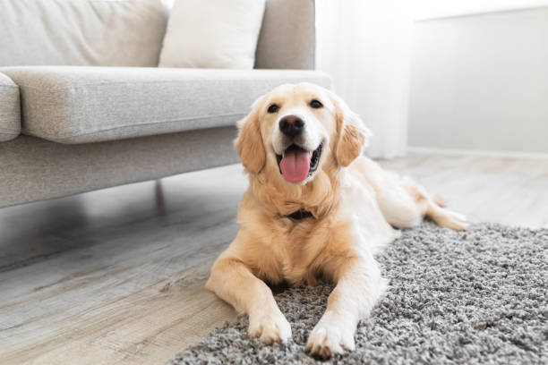 Portrait of cute dog lying on the floor carpet Adorable fluffy golden retriever dog looking at camera, cute labrador puppy having playful mood, lying on floor, selective focus, blurred background, living room interior, closeup photo portrait retriever stock pictures, royalty-free photos & images