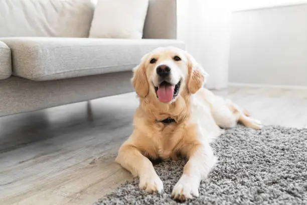 Adorable fluffy golden retriever dog looking at camera, cute labrador puppy having playful mood, lying on floor, selective focus, blurred background, living room interior, closeup photo portrait