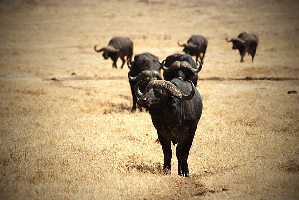 Búfalo Africano grupo - foto de acervo