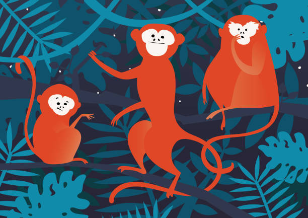 ilustraciones, imágenes clip art, dibujos animados e iconos de stock de monos de la selva - nocturnal animal