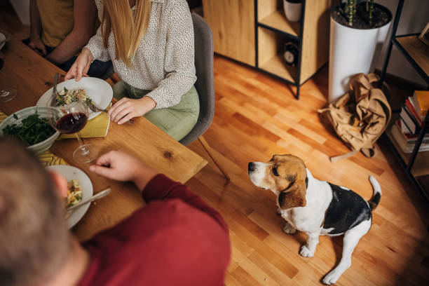istock Dog watching people eat 1347884486