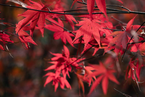 istock Beautiful maple leaves in autumn season. 1347884614