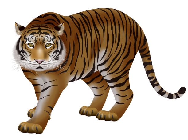 bildbanksillustrationer, clip art samt tecknat material och ikoner med 3d illustration of a tiger. zodiac icon. - sumatratiger