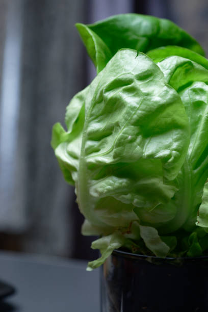 Fresh green lettuce growing in an organic vegetable garden in summer. Close up macro photo.