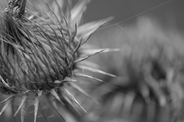 Macrophotography of a withered thistle flower covered with cobwebs.