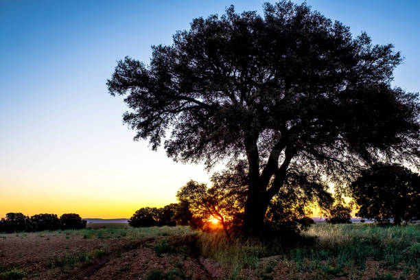 istock Old holm oaks in cereal fields in La Mancha, Spain, at sunrise 1347886744