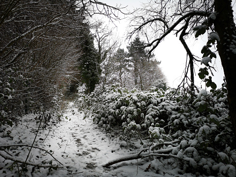 A snowy path within a forest in winter