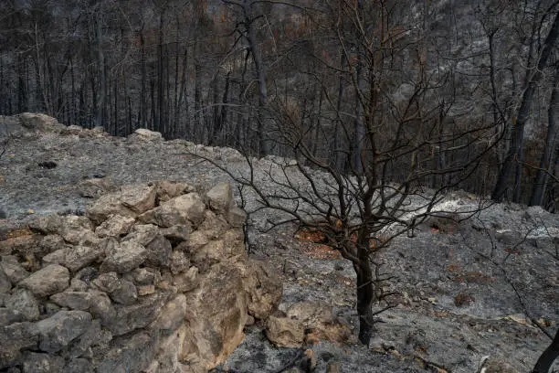A burnt tree next to an ancient stone wall, after a wildfire in the mediterranean woodland on the Judea mountains near Jerusalem, Israel.
