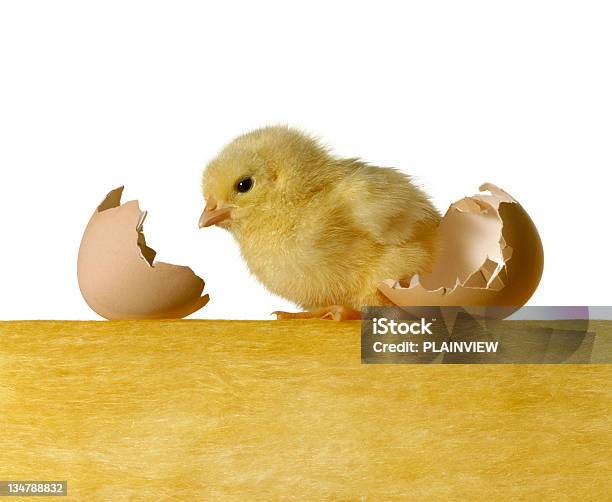 Babyhuhn Stockfoto und mehr Bilder von Eierschale - Eierschale, Einzelnes Tier, Flauschig