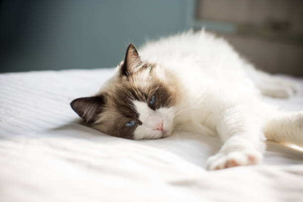 istock Young beautiful purebred Ragdoll cat at home 1347888439