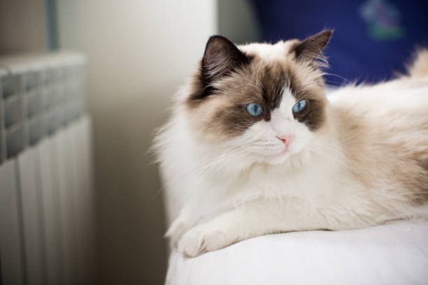 istock Young beautiful purebred Ragdoll cat at home 1347888610