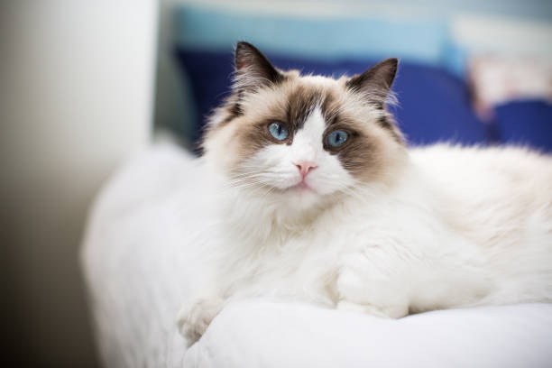 istock Young beautiful purebred Ragdoll cat at home 1347888624