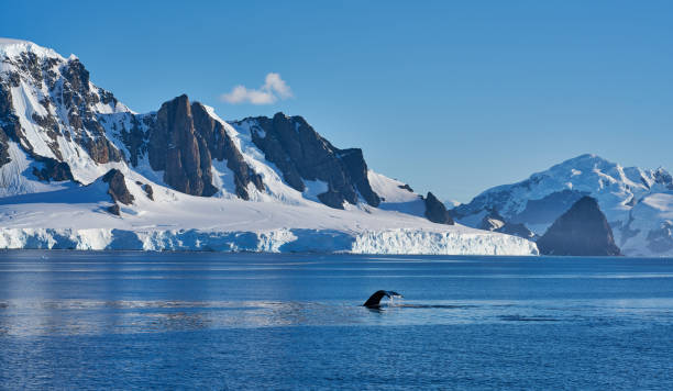 Whale tail on Antartic peninsula
