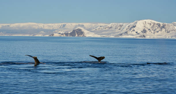 istock Whale tail on Antartic peninsula 1347888692