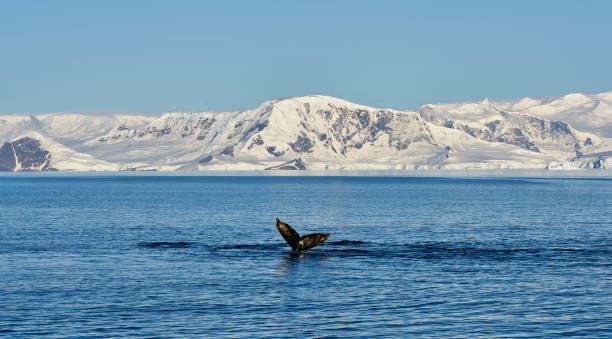istock Whale tail on Antartic peninsula 1347888698
