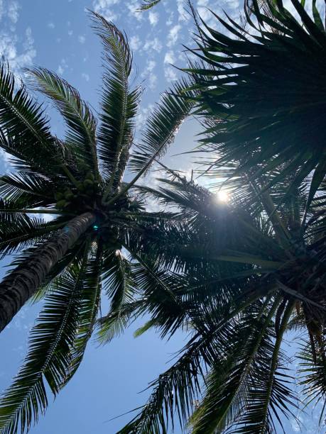 istock SUN SHINES THROUGH PALM TREE LEAVES 1347888951