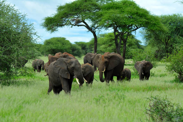 istock African Elephants among acacia trees, Tanzania 1347889918