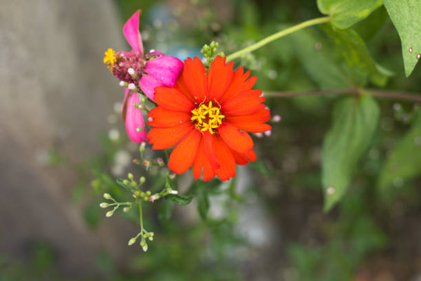 Directly above red flower in Thailand