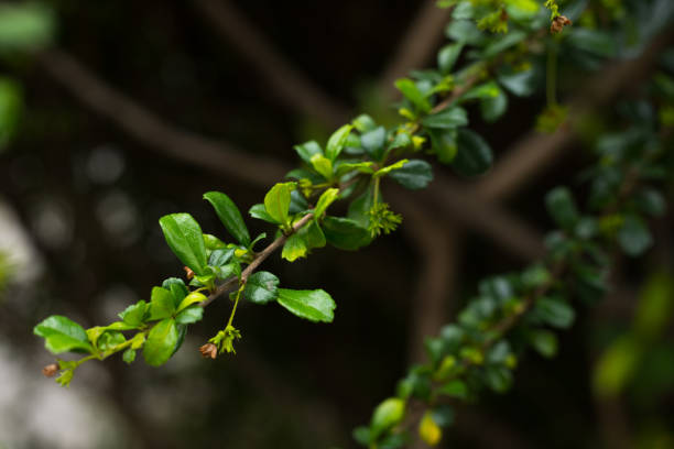 istock Reaching out twig of tropical tree 1347892039