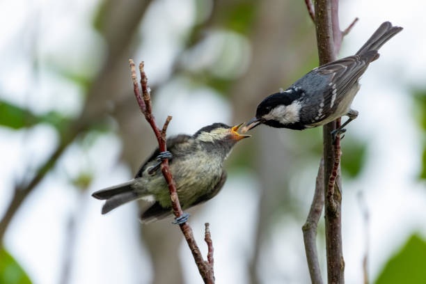 istock Feedingtime for coaltit baby 1347892698