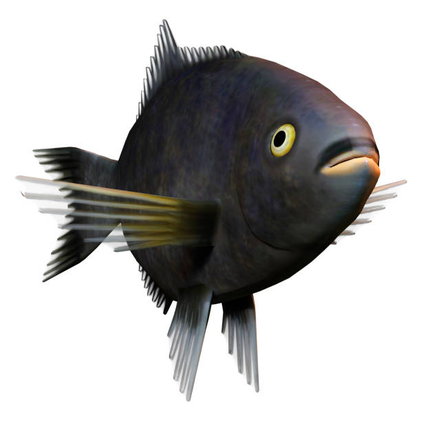 istock 3D illustration Pacific sea perch on white 1347894425