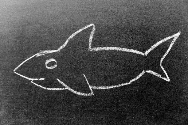 istock White color chalk hand drawing in shark or orca (killer whale) shape on black board background 1347894787