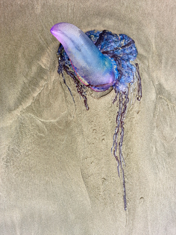 Closeup of Portuguese Man’o’War (Physalia Physalis ) released by the tide on a privy in southeastern Brazil