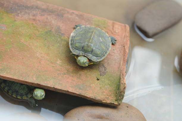 istock two red-eared turtle in a terrarium. Pond slider 1347895353