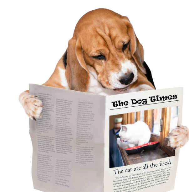 istock funny dog beagle reading a newspaper about a cat 1347897110
