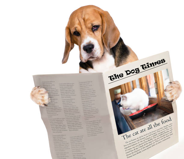 istock funny dog beagle reading a newspaper about a cat 1347897126