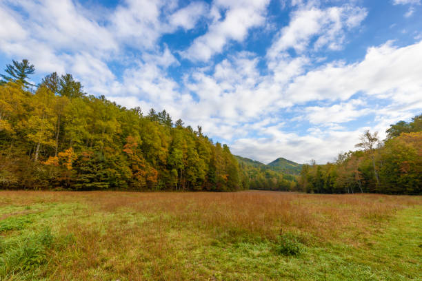 vale cataloochee nas montanhas esfumaçadas, carolina do norte, - great smoky mountains national park mountain mountain range north carolina - fotografias e filmes do acervo