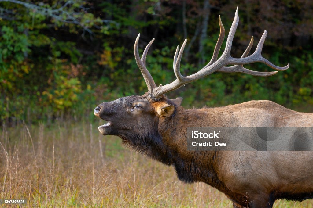 Cataloochee Valley in the Smoky Mountains, North Carolina, Elk were eliminated over time with loss of habitat and overhunting from the settlers in the region. In 2001 they were reintroduced and are continuing to thrive in the Smoky Mountains. Adventure Stock Photo Cataloochee Valley in the Smoky Mountains, North Carolina, Elk were eliminated over time with loss of habitat and overhunting from the settlers in the region. In 2001 they were reintroduced and are continuing to thrive in the Smoky Mountains. Adventure Stock Photo