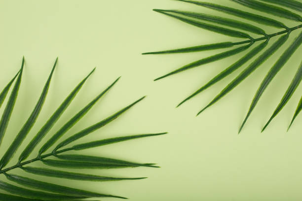 istock Flat lay with palm leaf in diagonal on bright pastel  green  background. Concept of abstract modern tropical background 1347898574