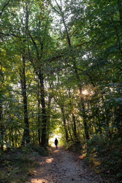 istock Wood, path and unrecognizable person who walks. 1347899334