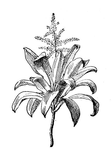 Antique illustration: Dracaena Antique illustration: Dracaena ti plant stock illustrations