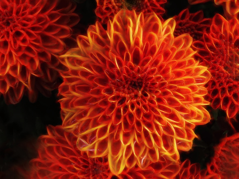 orange red and gold coloured chrysanthemums  in full bloom in glowing style