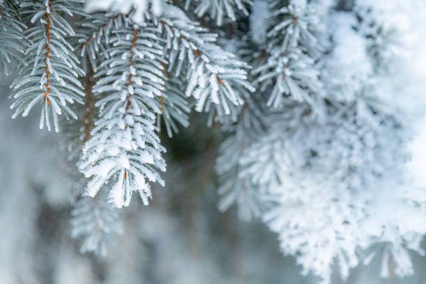 Christmas fir tree covered with frost during winter cold days.