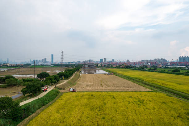 istock Rice fields in Dajisha Island, Guangzhou 1347900787