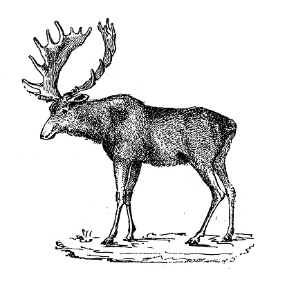 Antique illustration: Elk, moose