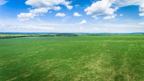 istock Sugarcane plantation field aerial view with sun light 1347901821