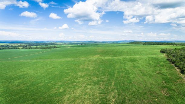 istock Sugarcane plantation field aerial view with sun light 1347901823