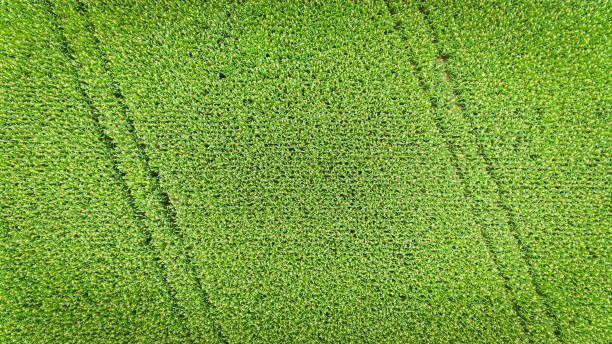 istock Corn field. Aerial view, cultivated maize crops. 1347901960