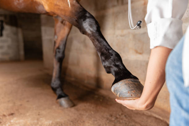 Veterinarian examining horse leg
