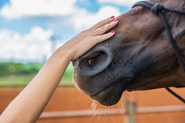 istock An outstretched hand makes a friendly gesture to a horse 1347902131
